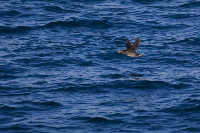 Rhinoceros Auklet In Flight